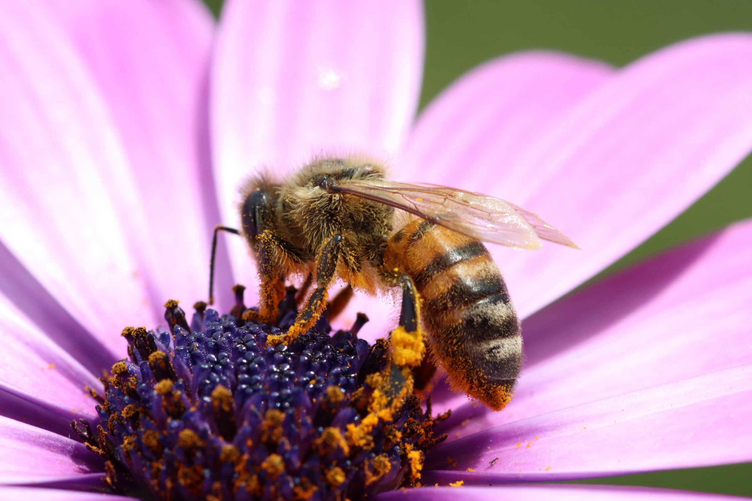 Alabama Pollinator Habitat Services