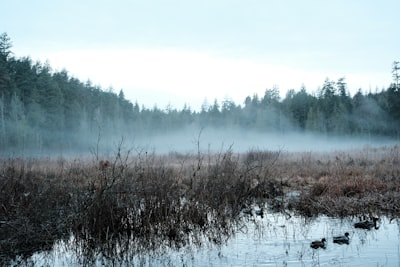 Alabama Wetland Conservation & Restoration Services